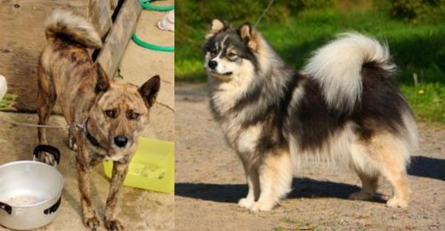 Ryukyu Inu vs Finnish Lapphund - Breed Comparison