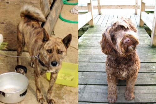 Ryukyu Inu vs Portuguese Water Dog - Breed Comparison