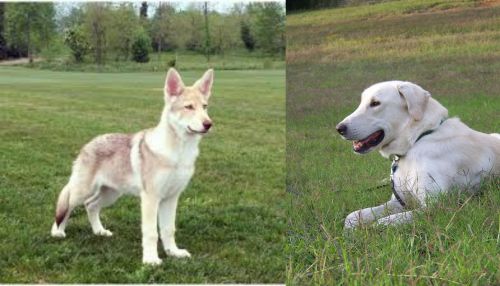 Saarlooswolfhond vs Akbash Dog - Breed Comparison