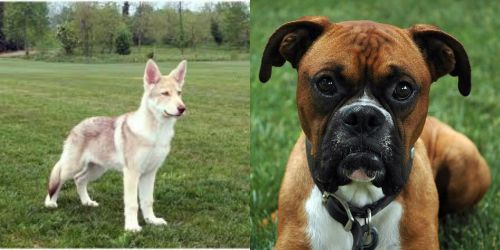 Saarlooswolfhond vs Boxer - Breed Comparison