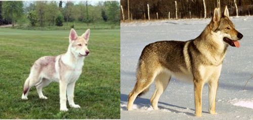 Saarlooswolfhond vs Czechoslovakian Wolfdog