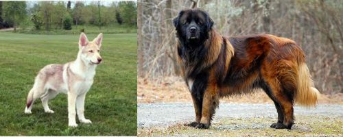 Saarlooswolfhond vs Estrela Mountain Dog - Breed Comparison