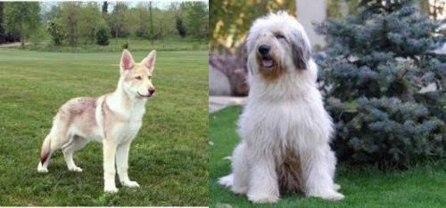 Saarlooswolfhond vs Mioritic Sheepdog - Breed Comparison