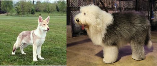 Saarlooswolfhond vs Old English Sheepdog - Breed Comparison