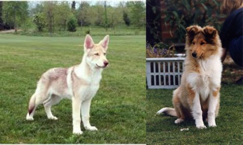 Saarlooswolfhond vs Rough Collie - Breed Comparison