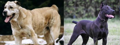 Sage Koochee vs Canis Panther - Breed Comparison