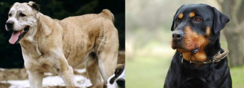 Sage Koochee vs Rottweiler - Breed Comparison