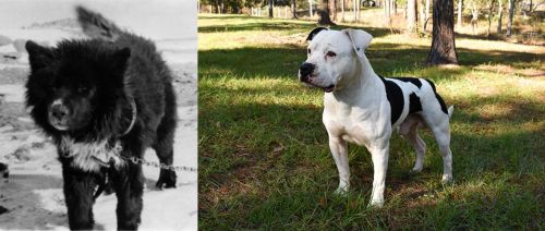 Sakhalin Husky vs American Bulldog - Breed Comparison