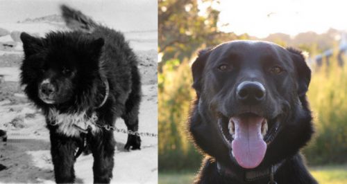 Sakhalin Husky vs Borador - Breed Comparison