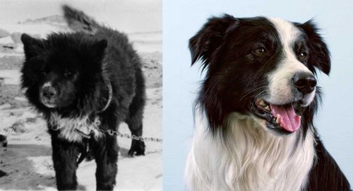 Sakhalin Husky vs Border Collie - Breed Comparison