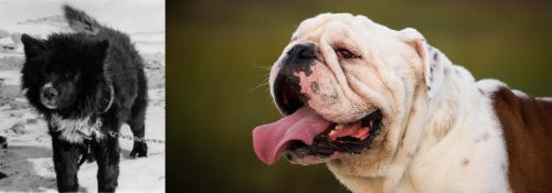 Sakhalin Husky vs English Bulldog - Breed Comparison