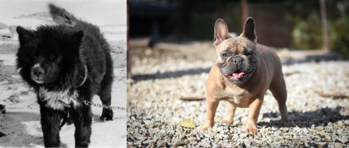 Sakhalin Husky vs French Bulldog - Breed Comparison