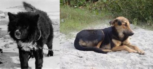 Sakhalin Husky vs Indian Pariah Dog - Breed Comparison