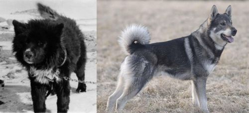 Sakhalin Husky vs Jamthund - Breed Comparison