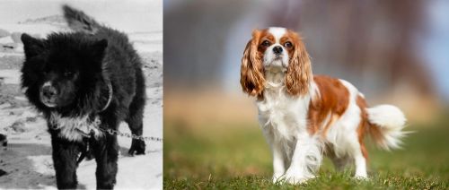 Sakhalin Husky vs King Charles Spaniel - Breed Comparison