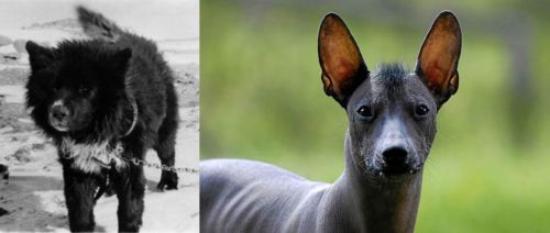 Sakhalin Husky vs Mexican Hairless - Breed Comparison