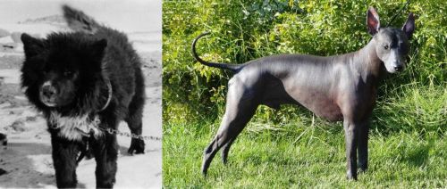 Sakhalin Husky vs Peruvian Hairless - Breed Comparison