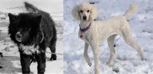 Sakhalin Husky vs Poodle - Breed Comparison