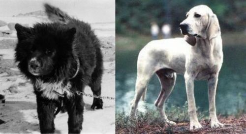 Sakhalin Husky vs Porcelaine - Breed Comparison