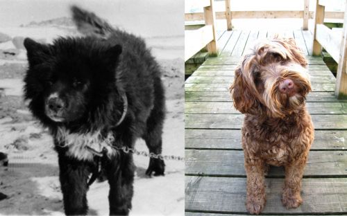Sakhalin Husky vs Portuguese Water Dog - Breed Comparison