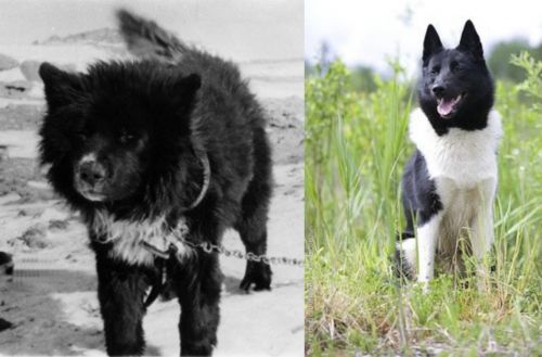 Sakhalin Husky vs Russo-European Laika - Breed Comparison