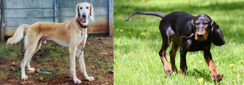 Saluki vs Black and Tan Coonhound - Breed Comparison