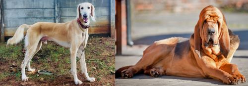 Saluki vs Bloodhound - Breed Comparison