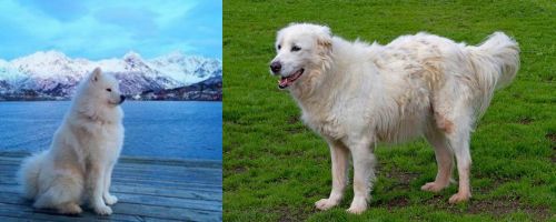 Samoyed vs Abruzzenhund - Breed Comparison