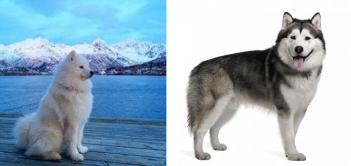 Samoyed vs Alaskan Malamute - Breed Comparison