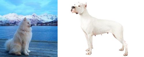 Samoyed vs Argentine Dogo - Breed Comparison