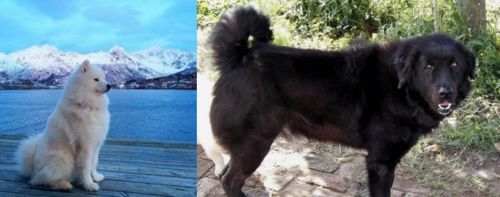 Samoyed vs Bakharwal Dog - Breed Comparison