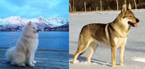 Samoyed vs Czechoslovakian Wolfdog - Breed Comparison
