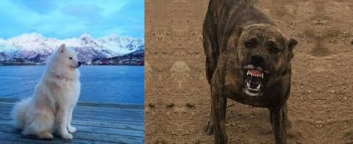 Samoyed vs Dogo Sardesco - Breed Comparison
