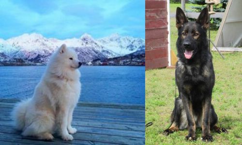 Samoyed vs East German Shepherd - Breed Comparison