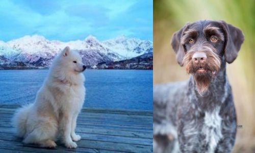 Samoyed vs German Wirehaired Pointer - Breed Comparison