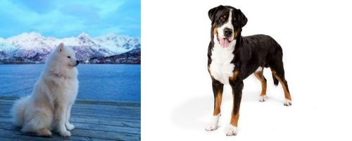 Samoyed vs Greater Swiss Mountain Dog - Breed Comparison