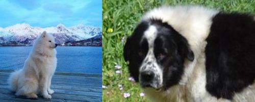 Samoyed vs Greek Sheepdog - Breed Comparison