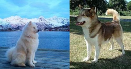 Samoyed vs Greenland Dog - Breed Comparison