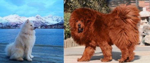 Samoyed vs Himalayan Mastiff
