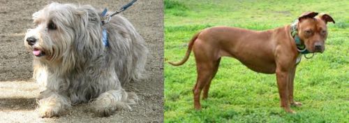 Sapsali vs American Pit Bull Terrier - Breed Comparison