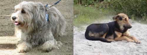 Sapsali vs Indian Pariah Dog - Breed Comparison
