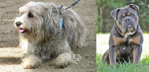 Sapsali vs Olde English Bulldogge - Breed Comparison