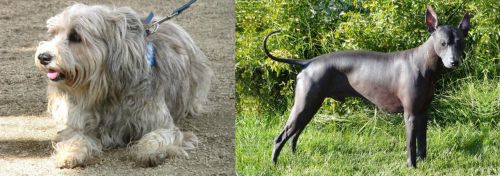 Sapsali vs Peruvian Hairless - Breed Comparison