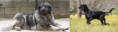 Sarplaninac vs Perro de Pastor Mallorquin - Breed Comparison