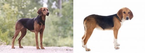 Schillerstovare vs Beagle-Harrier - Breed Comparison