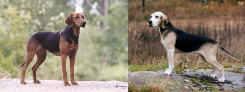 Schillerstovare vs Dunker - Breed Comparison