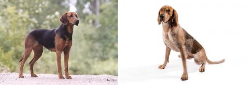 Schillerstovare vs English Coonhound