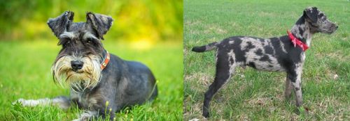 Schnauzer vs Atlas Terrier