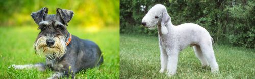 Schnauzer vs Bedlington Terrier - Breed Comparison