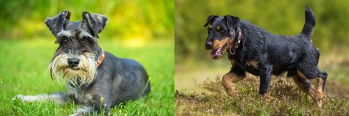 Schnauzer vs Jagdterrier - Breed Comparison